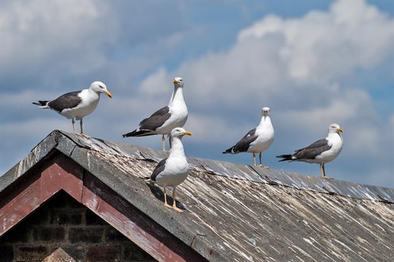 seagulls on dirty roof