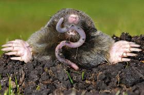 Moles/Shrews