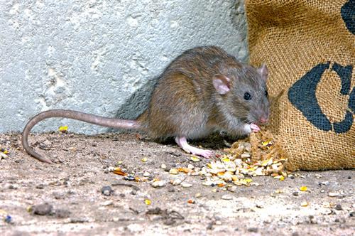 RoadBlock Bio-Repellents for Rodents