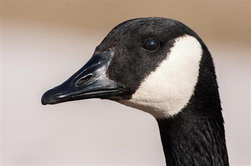 canada goose head portrait