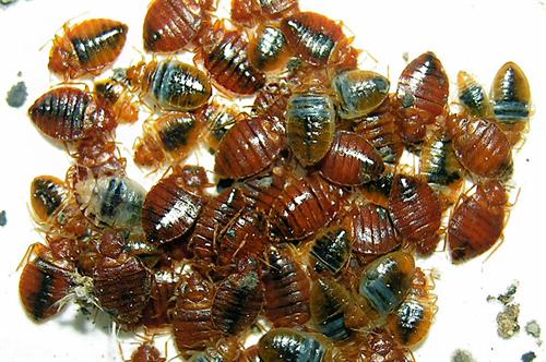 bedbug group photo