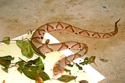 Cahaba Snake Traps