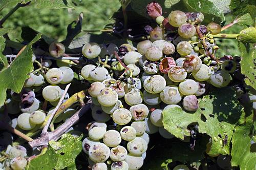 grapes detroyed by birds