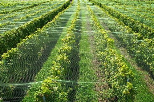 Vineyard Netting over crops