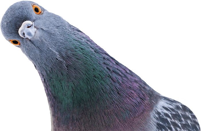 Pigeon