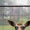 deer blocker fence