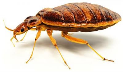 bedbug image