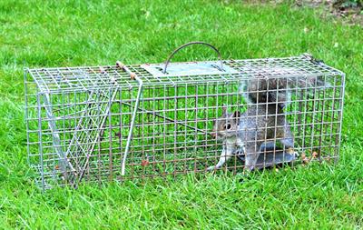 Best (and Worst) Squirrel Traps