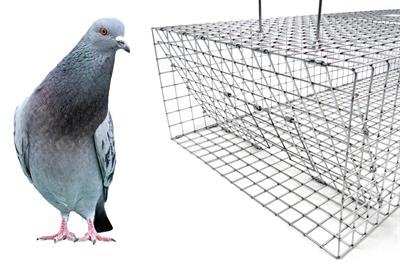 Large Pigeon Trap for Slanted Surfaces 36 x 24 x 10