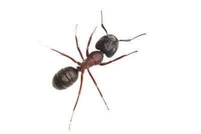 ant image