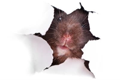 How to Get Rid of Mice Naturally: Repellents, Humane Traps, and