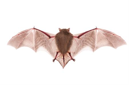 Bat Removal - Bat Control - Bat in the Attic - Richmond Virginia