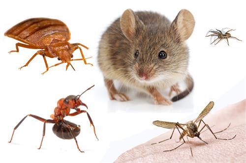 Lehi Utah Pest Control