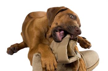 Ropel® Animal & Rodent Repellent