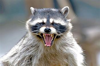 Ropel® Animal & Rodent Repellent