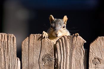 Ropel® Animal & Rodent Repellent