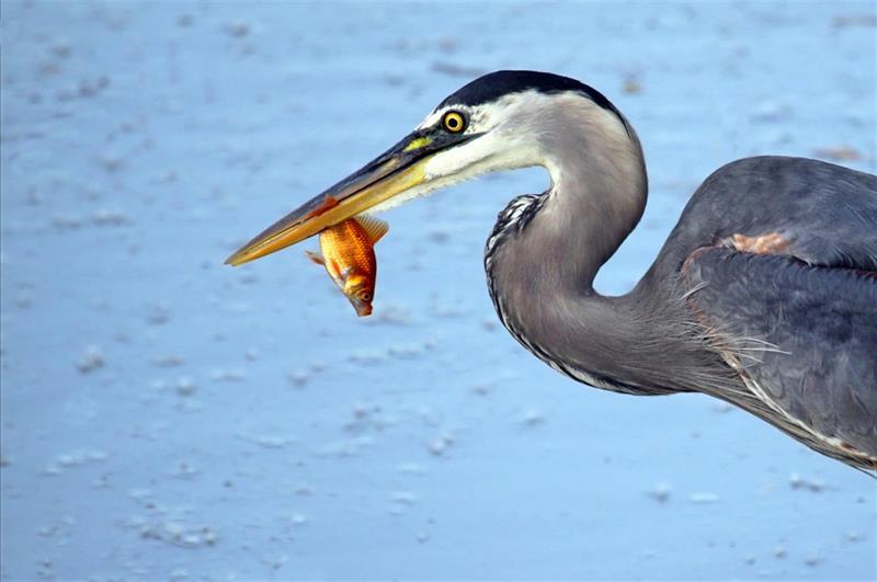 Blue Heron Decoy Nixalite