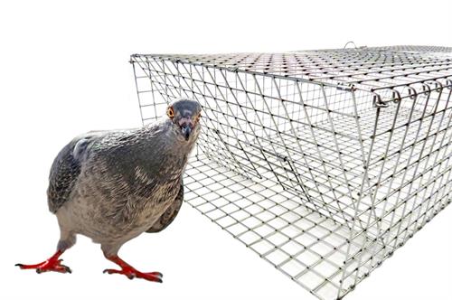 HD Folding Pigeon Trap 36x16x8