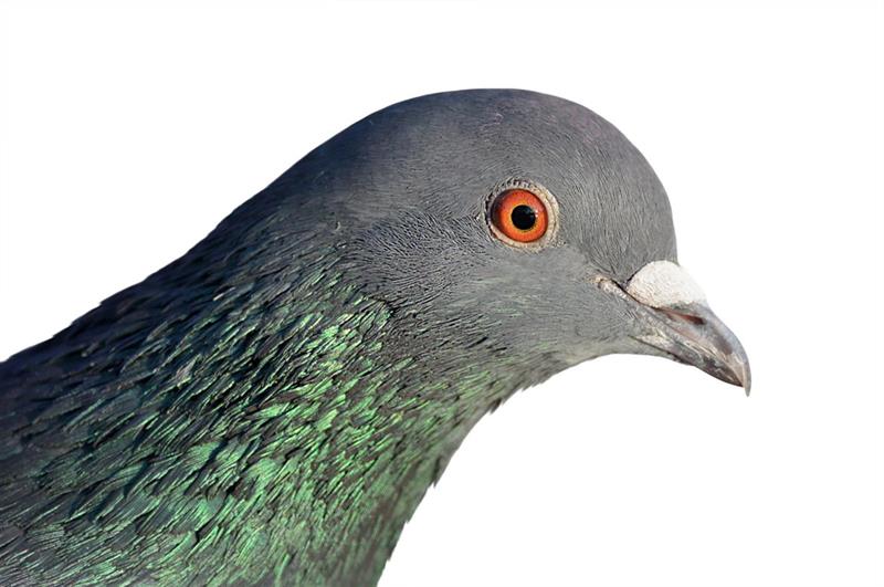 Tanglefoot Bird Repellent Nixalite