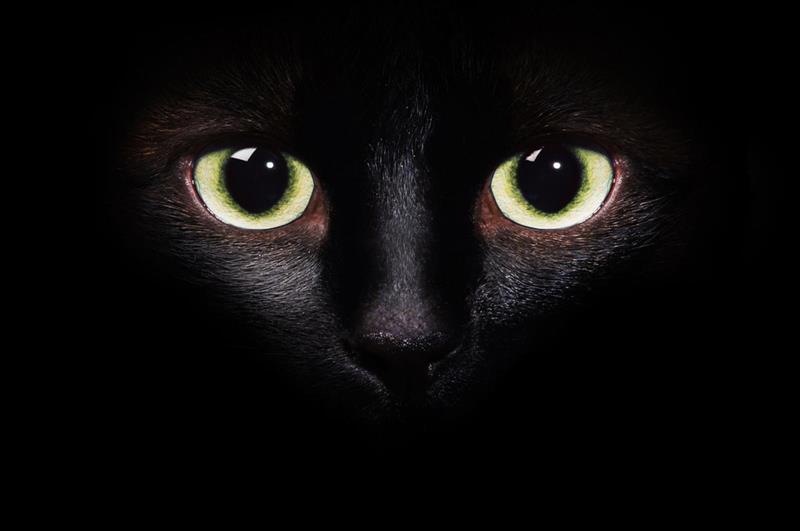 CatStop™ Cat Deterrent Nixalite