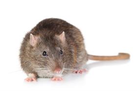 Mice/Rats